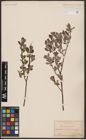 Foto von Salix aurita L. x Salix cinerea L.